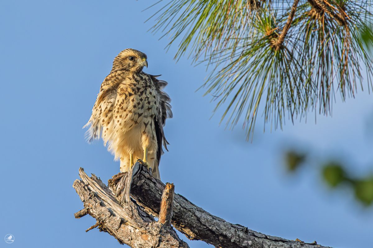 Rødvingevåk/ Red-shouldered Hawk