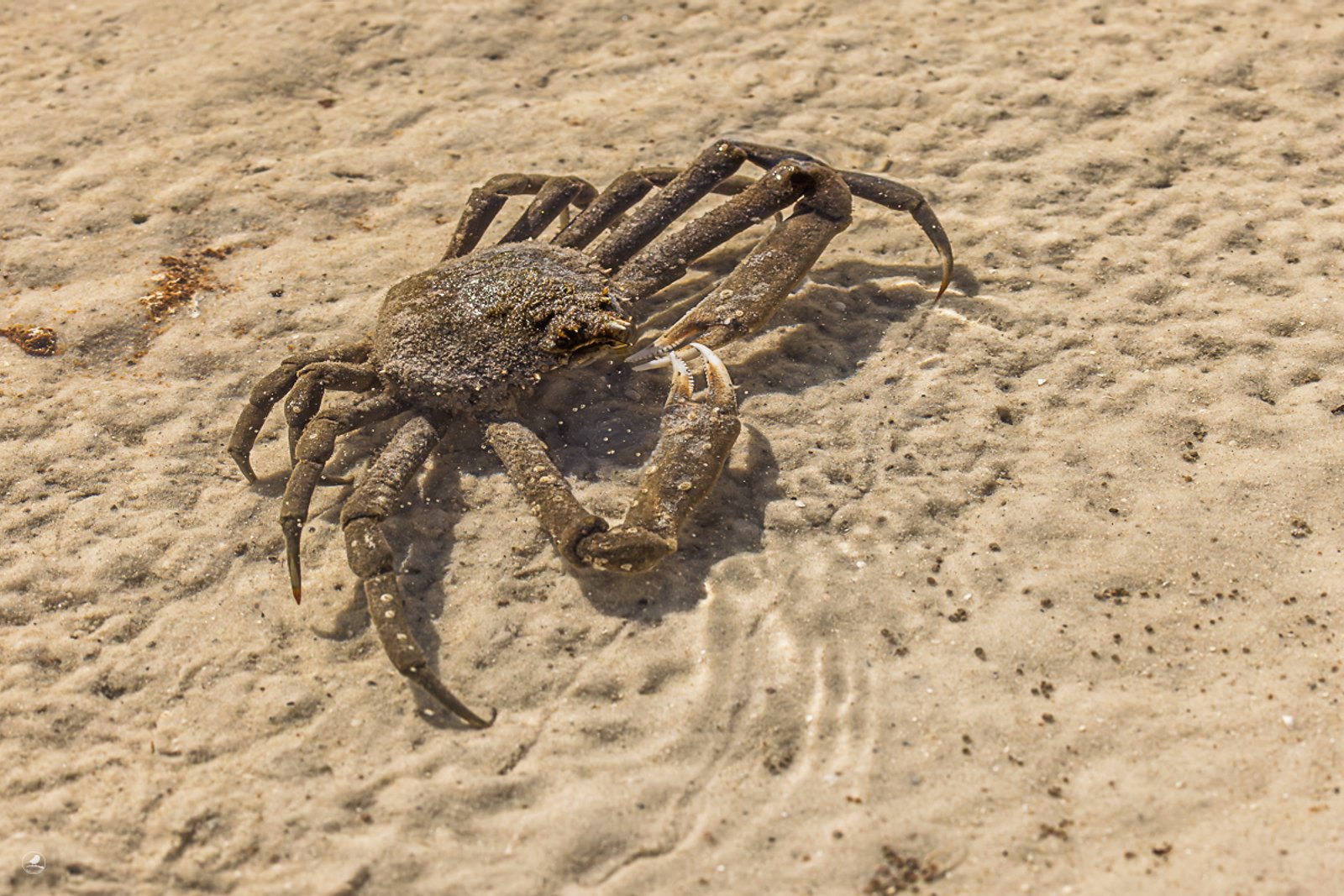 Edderkoppkrabbe/ Spider Crab