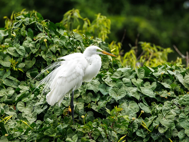 Egretthegre / Greate Egret