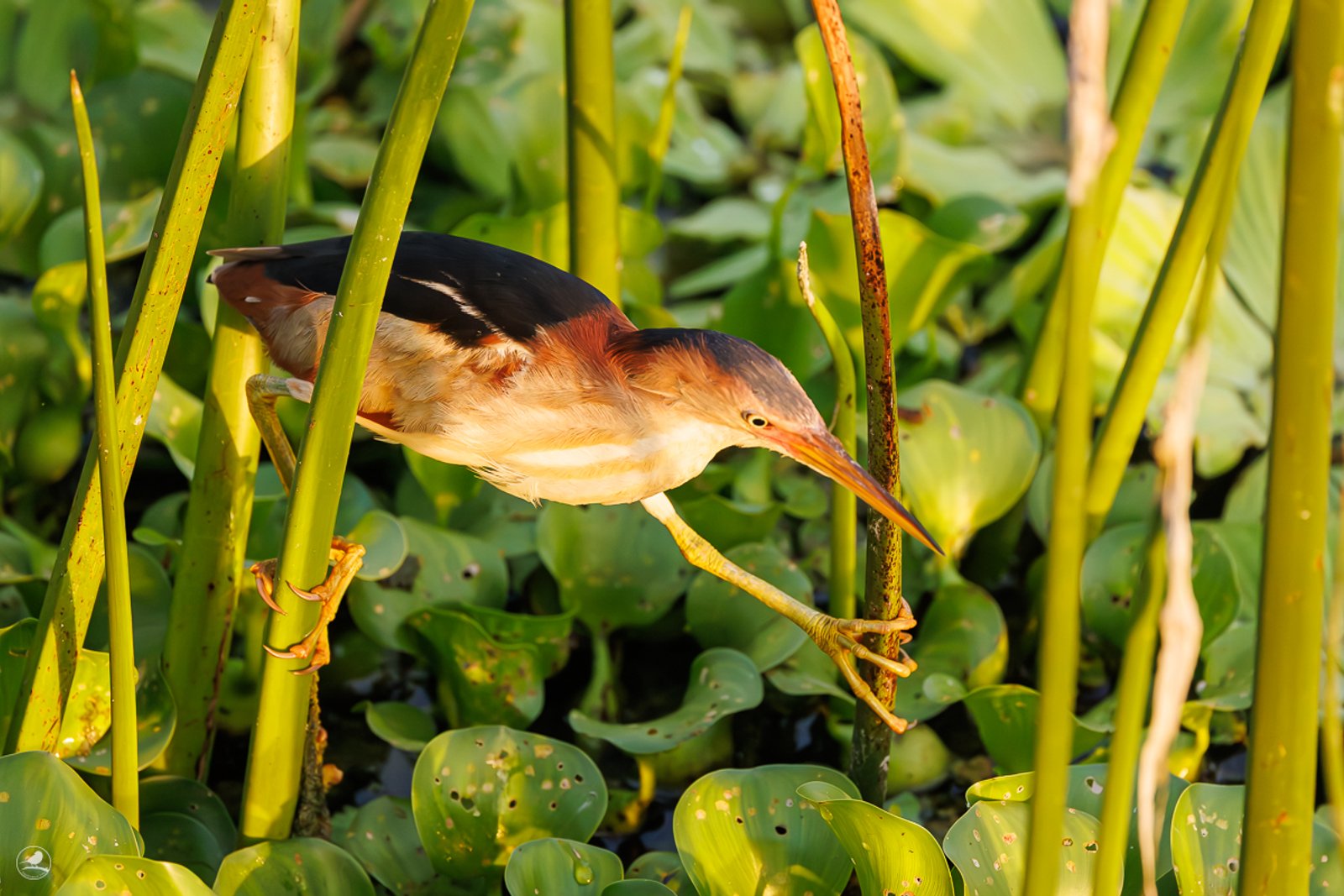 Dvergrørdrum/ Least Bittern