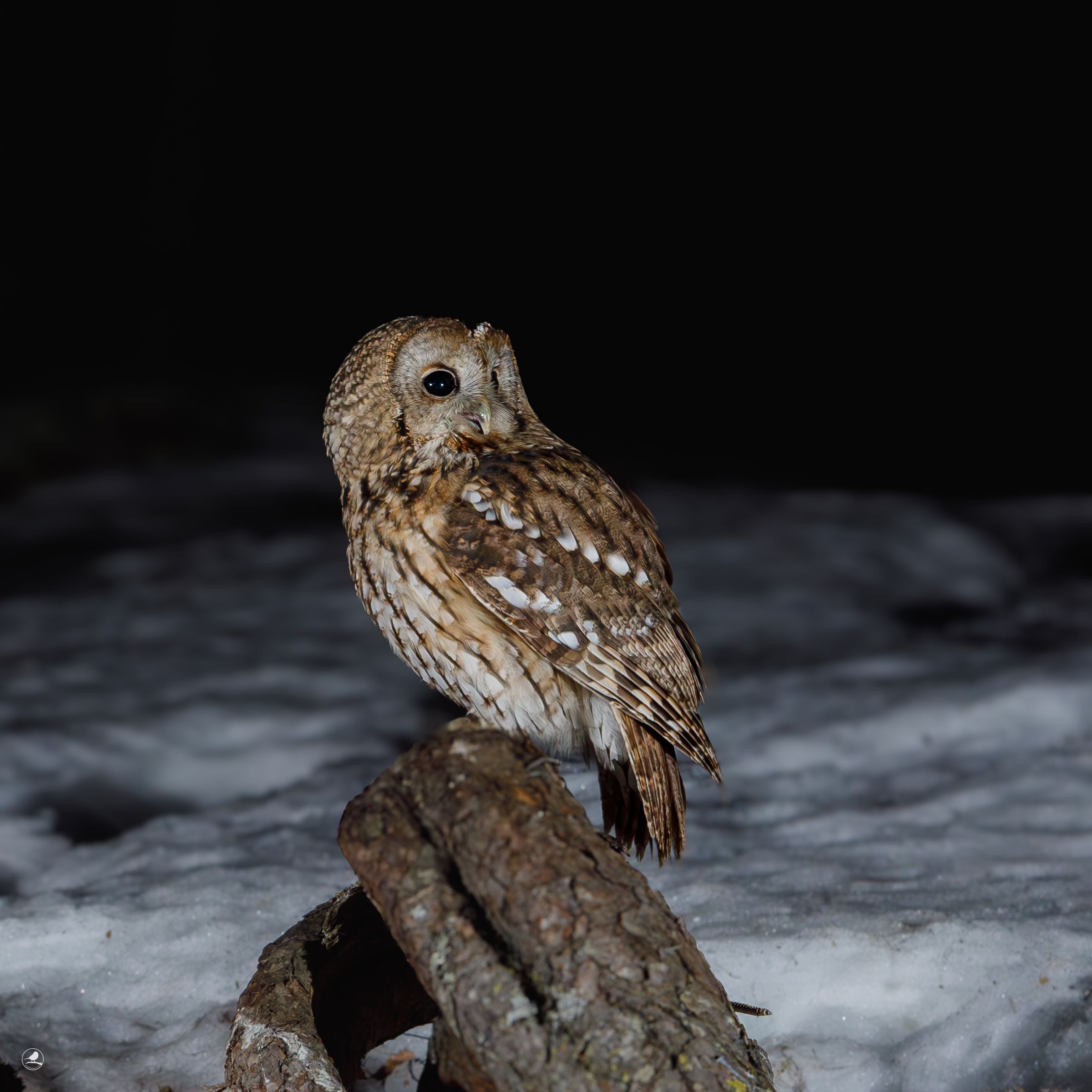 Kattugle/ Tawny Owl