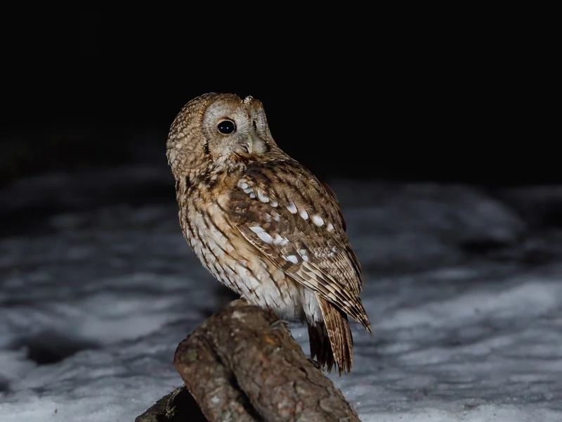 Kattugle/ Tawny Owl