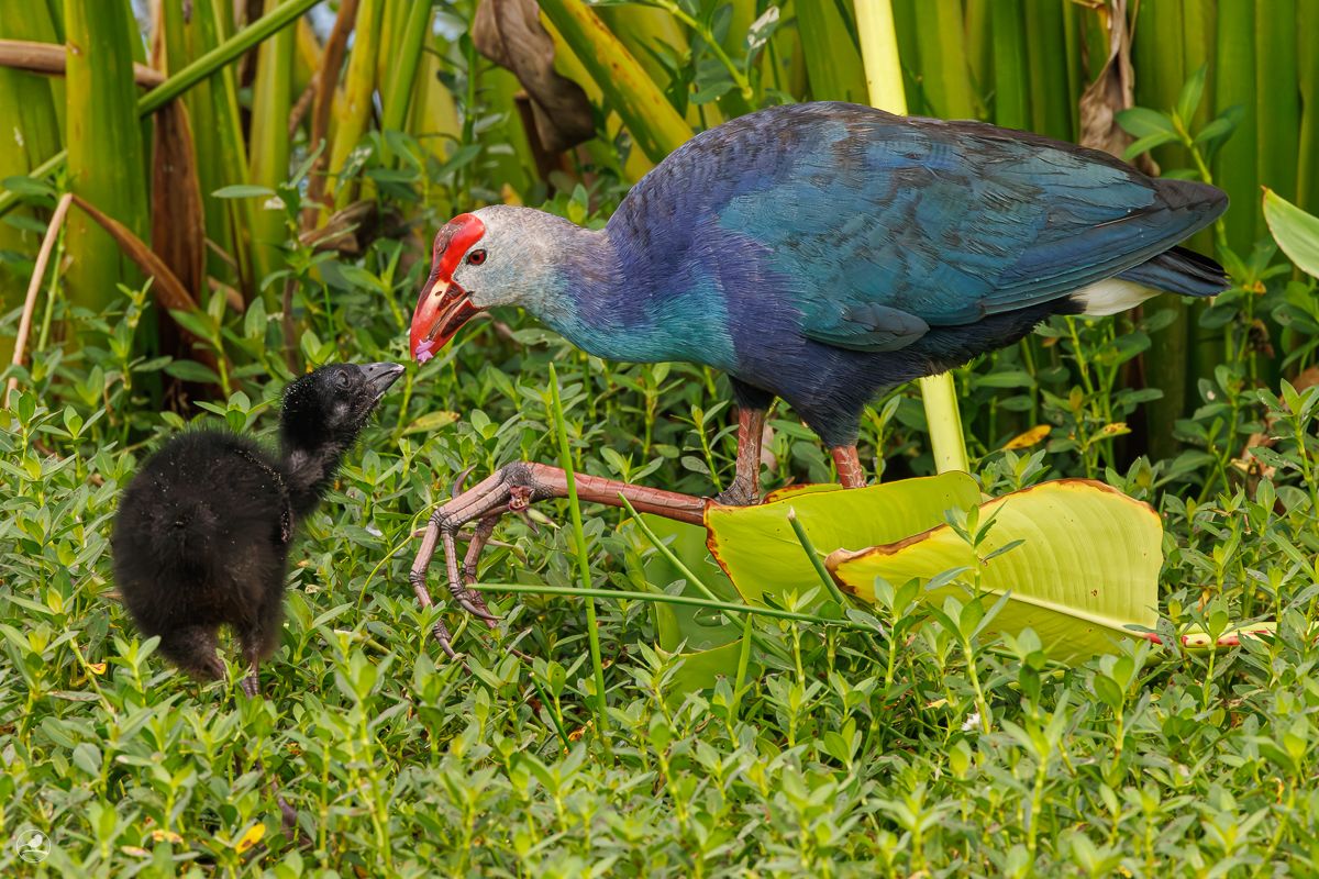 Gråhodesultanhøne/ Grey-headed swamphen