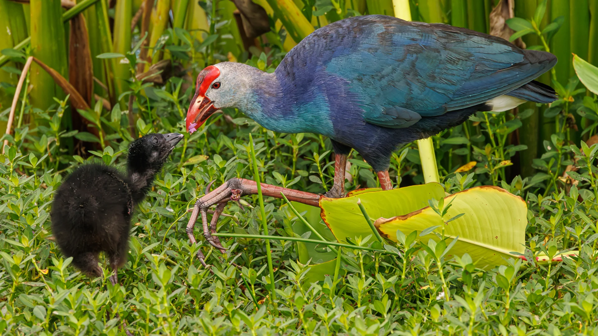 Gråhodesultanhøne/ Grey-headed swamphen