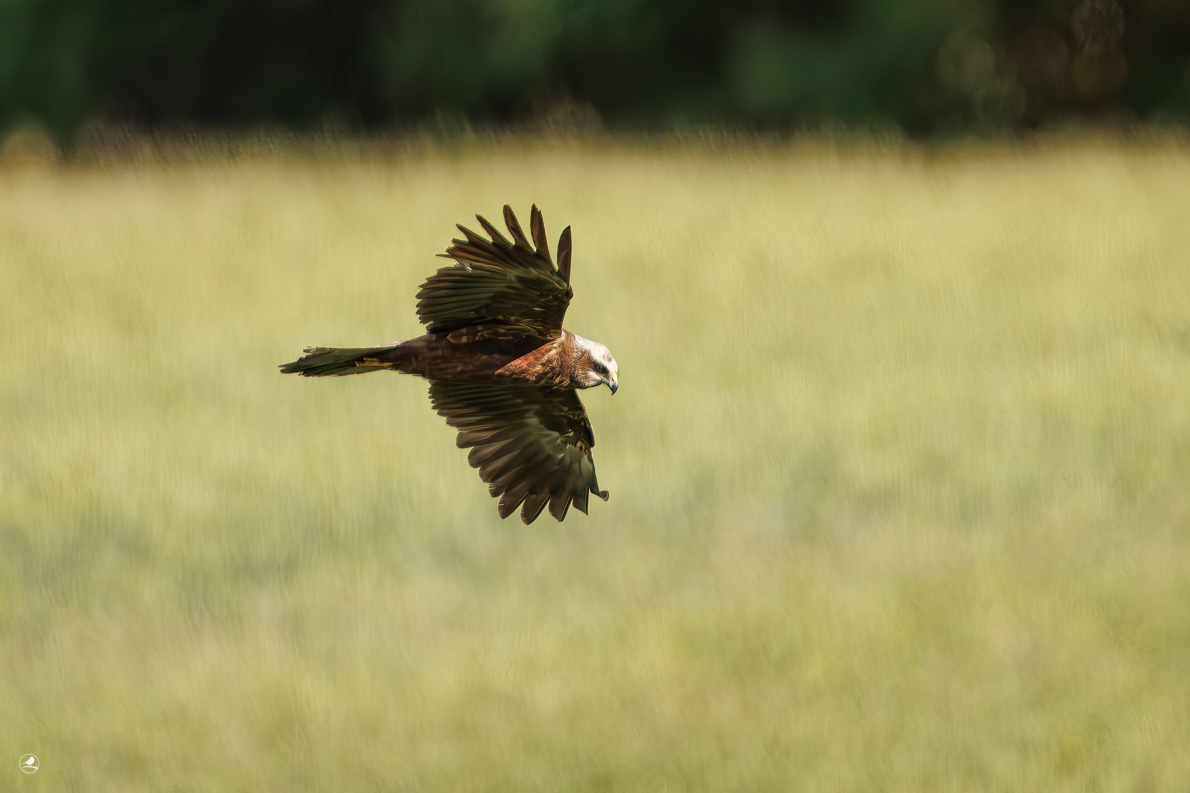 Sivhauk/ Western Marsh Harrier