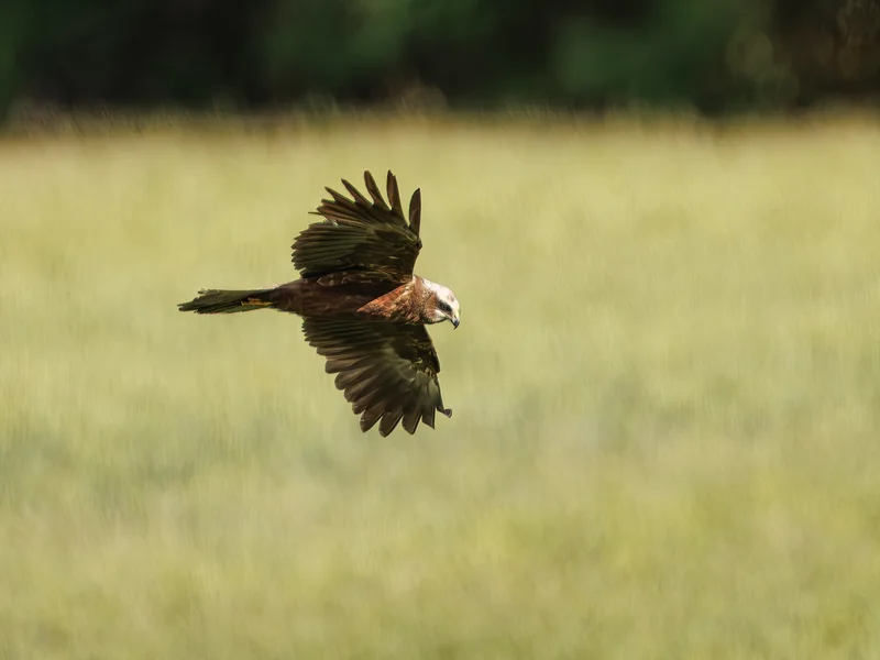 Sivhauk/ Western Marsh Harrier