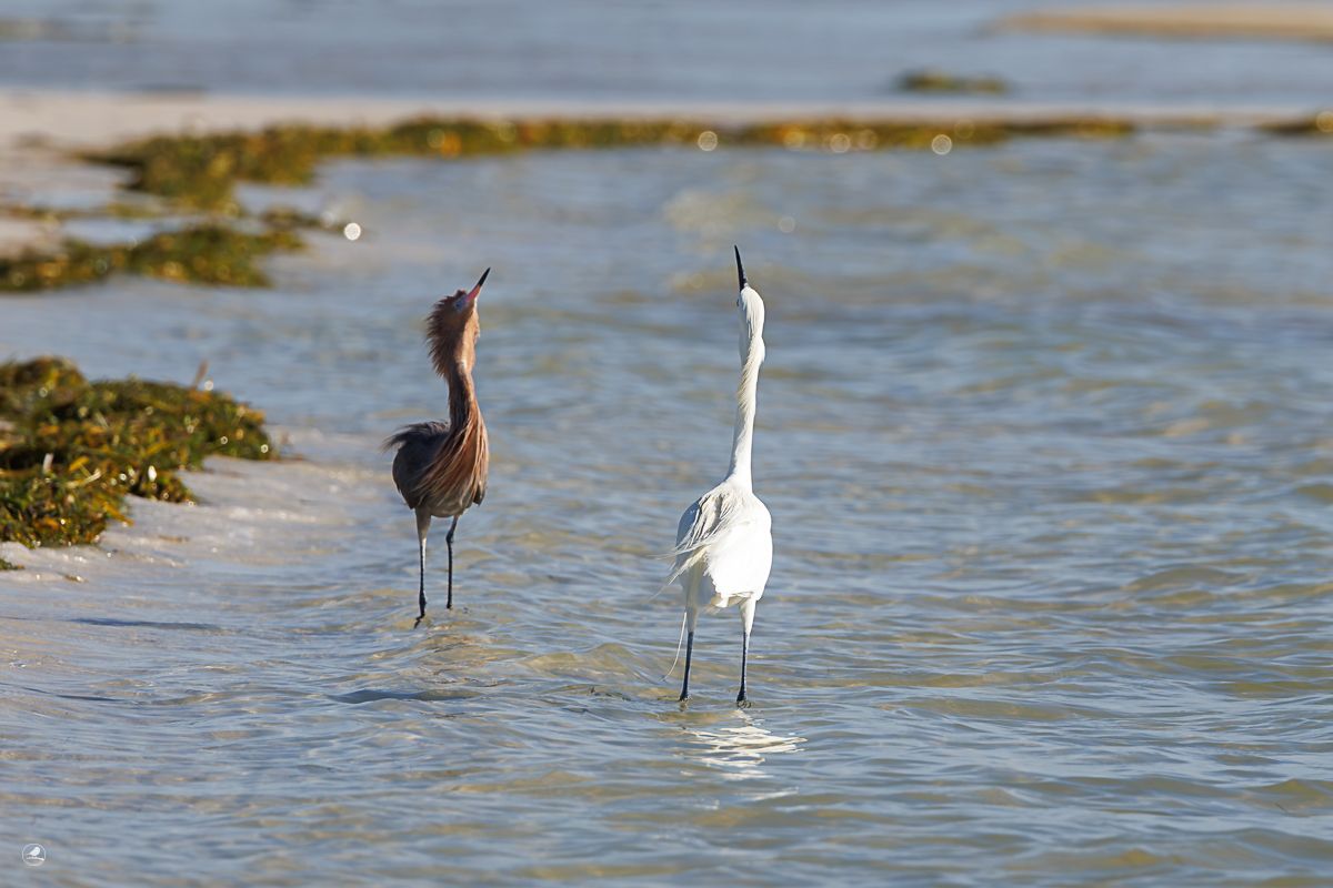 Dansehegre/ Reddish Egret