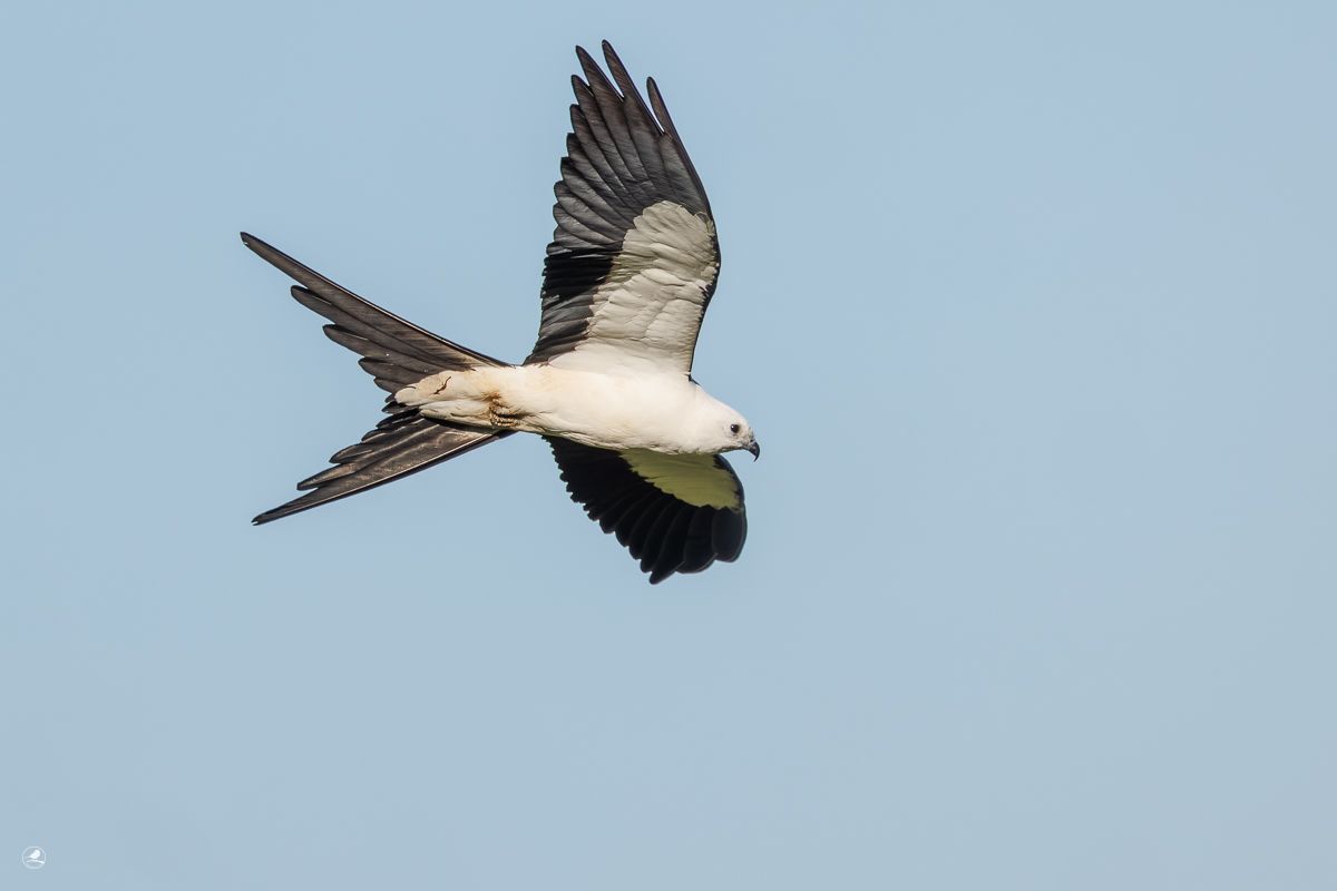 Svaleglente/ Swallow-tailed Kite