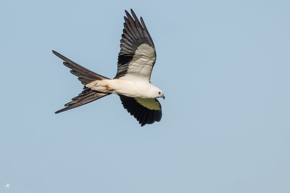 Svaleglente/ Swallow-tailed Kite