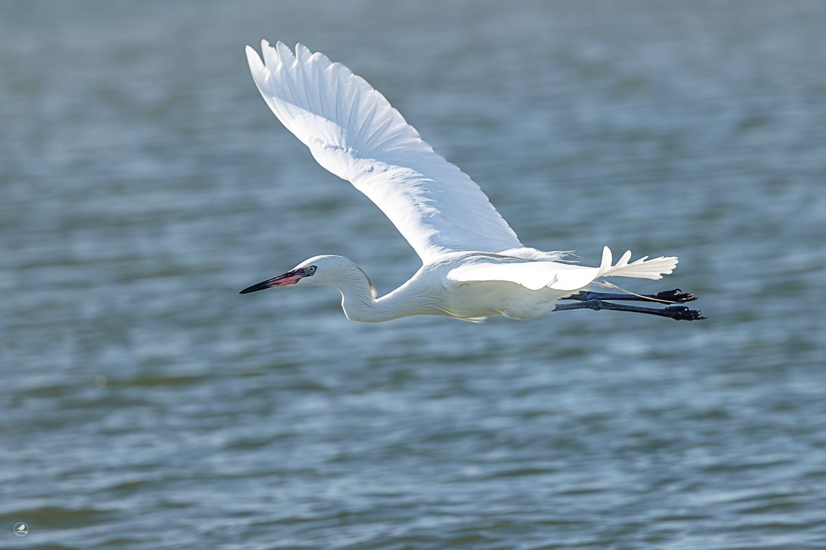 Dansehegre/ Reddish Egret,  ren hvit fargevariant (morf)