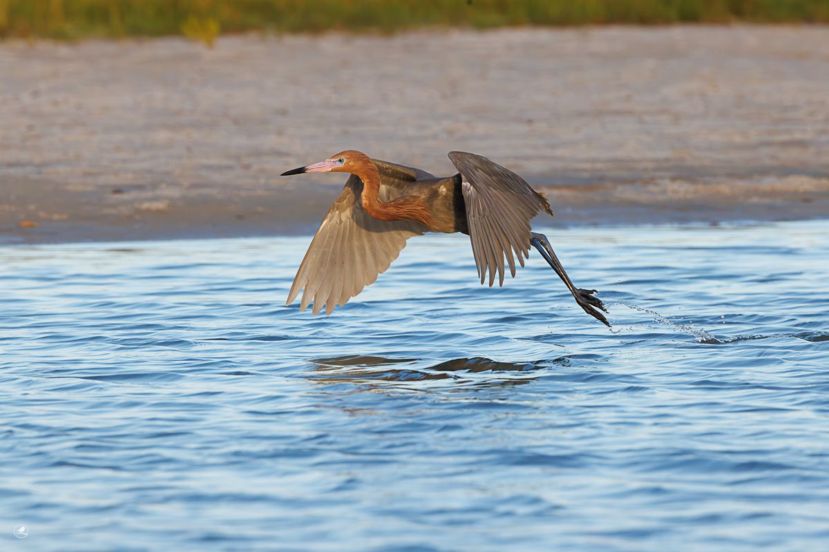 Dansehegre/ Reddish Egret