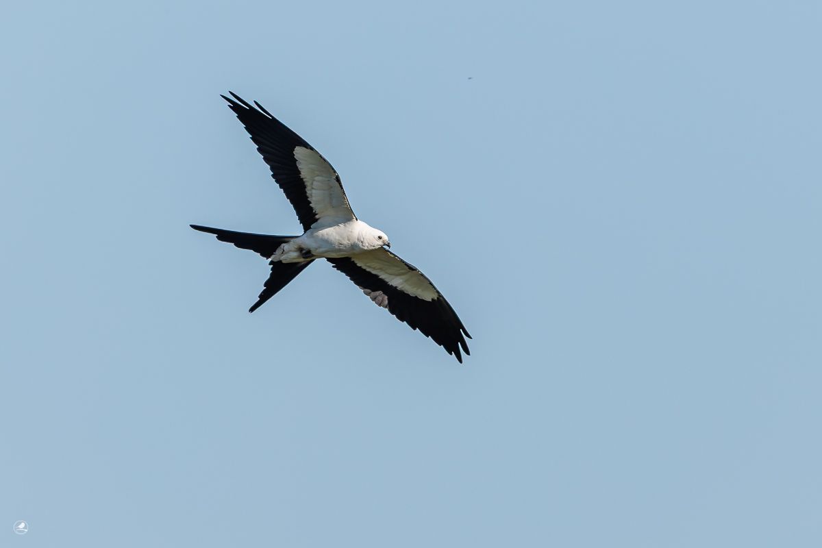 Svaleglente/ Swallow-tailed Kite, Myakka River State Park 