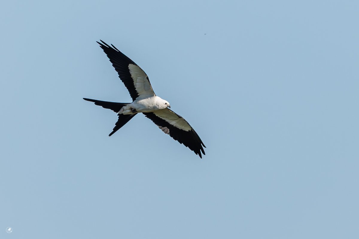 Svaleglente/ Swallow-tailed Kite