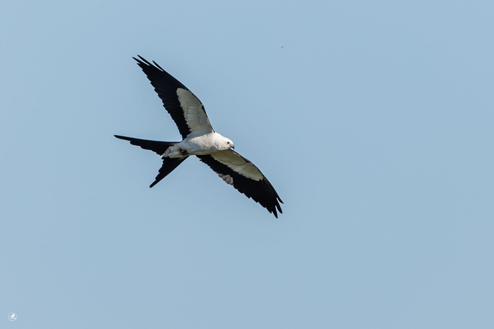 Svaleglente/ Swallow-tailed Kite