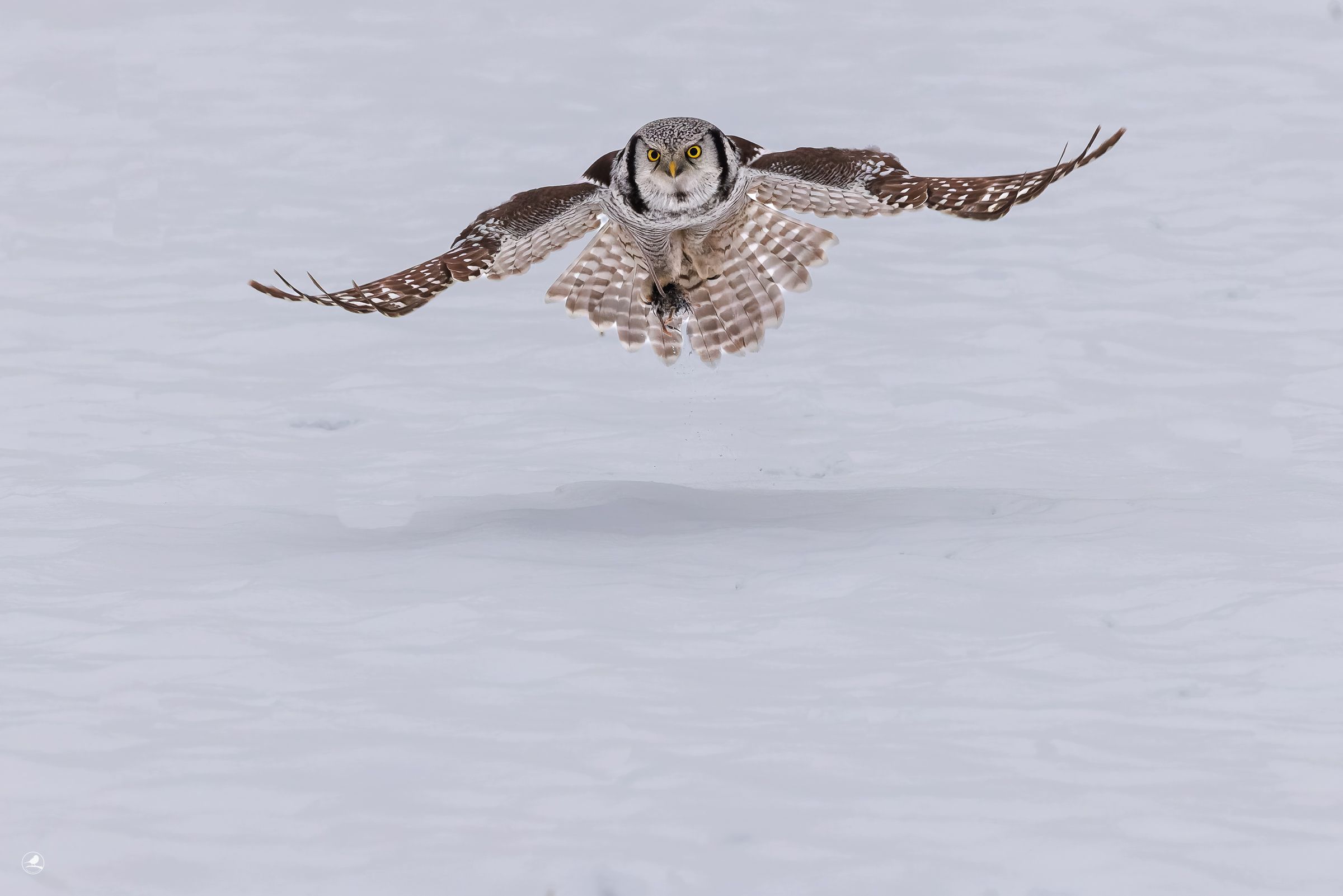 Haukugle/ Northern Hawk Owl