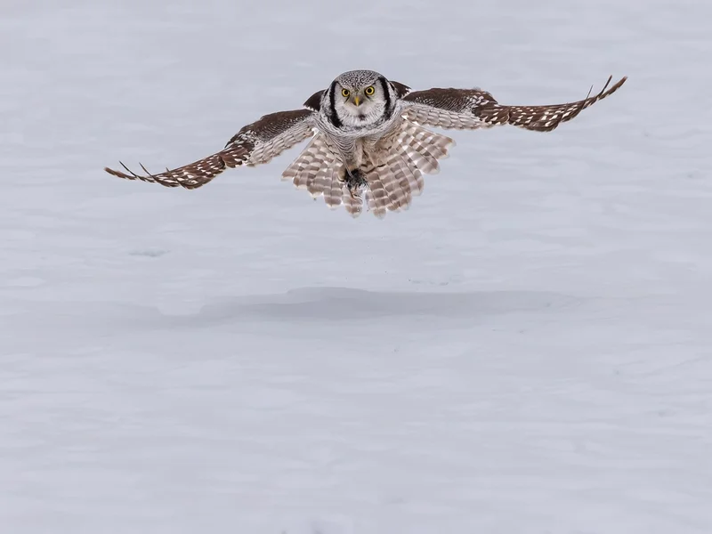 Haukugle/ Northern Hawk Owl