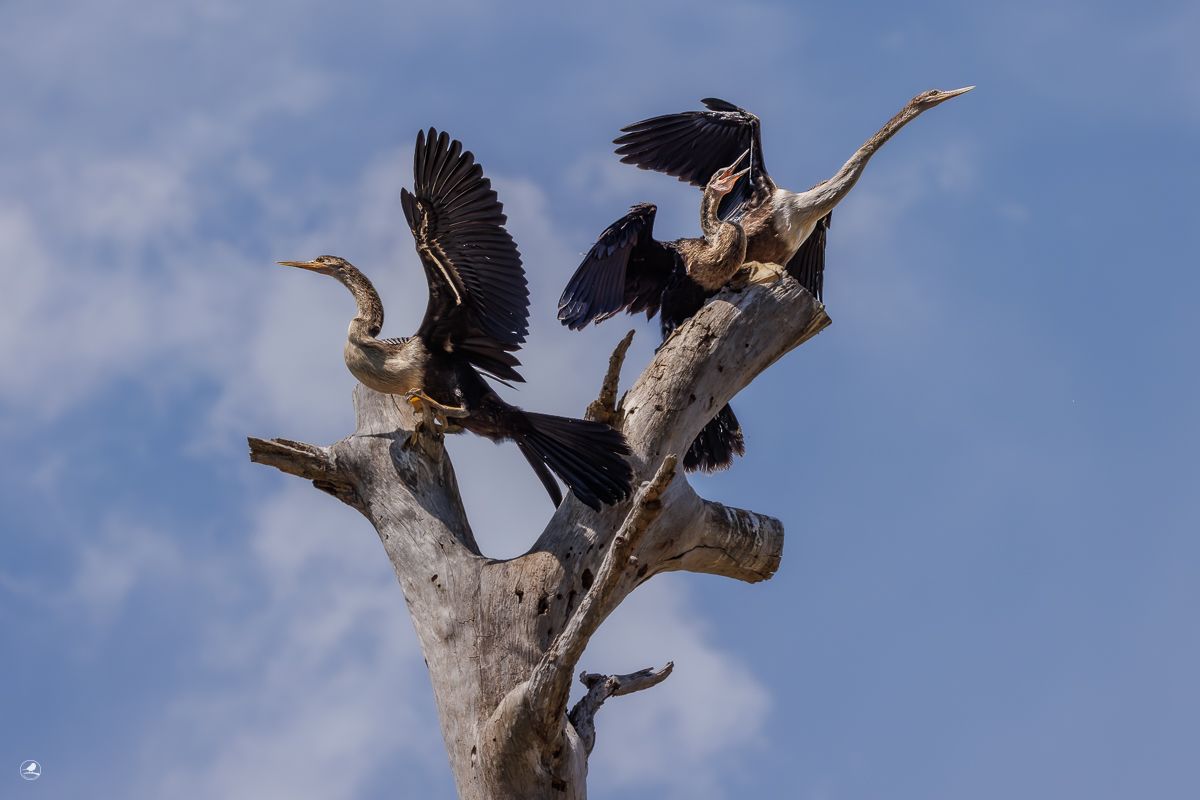 Amerikaslangehals / Anhinga Snake bird