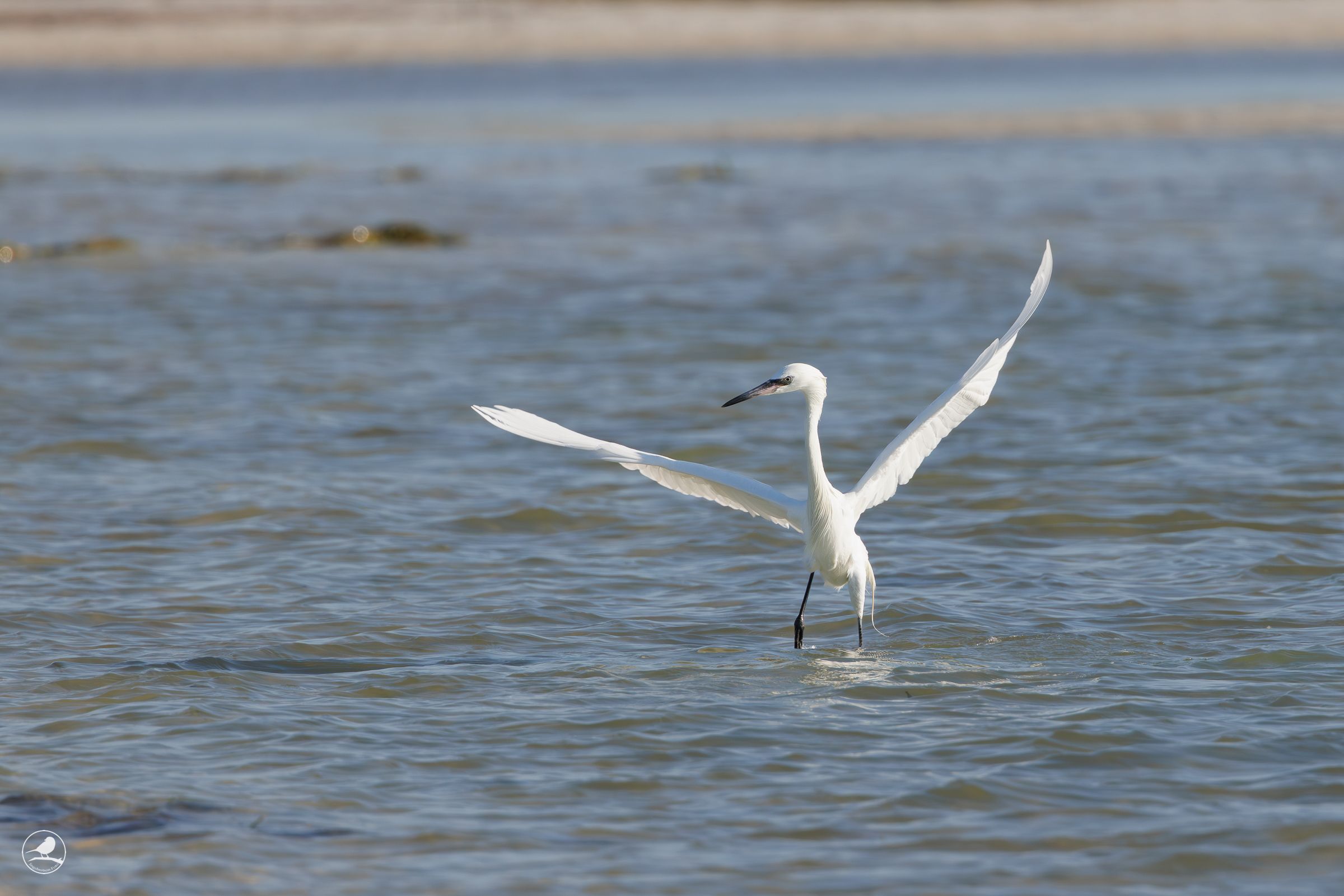 Dansehegre/ Reddish Egret, en av Floridas mest karakteristiske kystfugler.