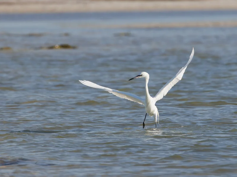 Dansehegre/ Reddish Egret, en av Floridas mest karakteristiske kystfugler.