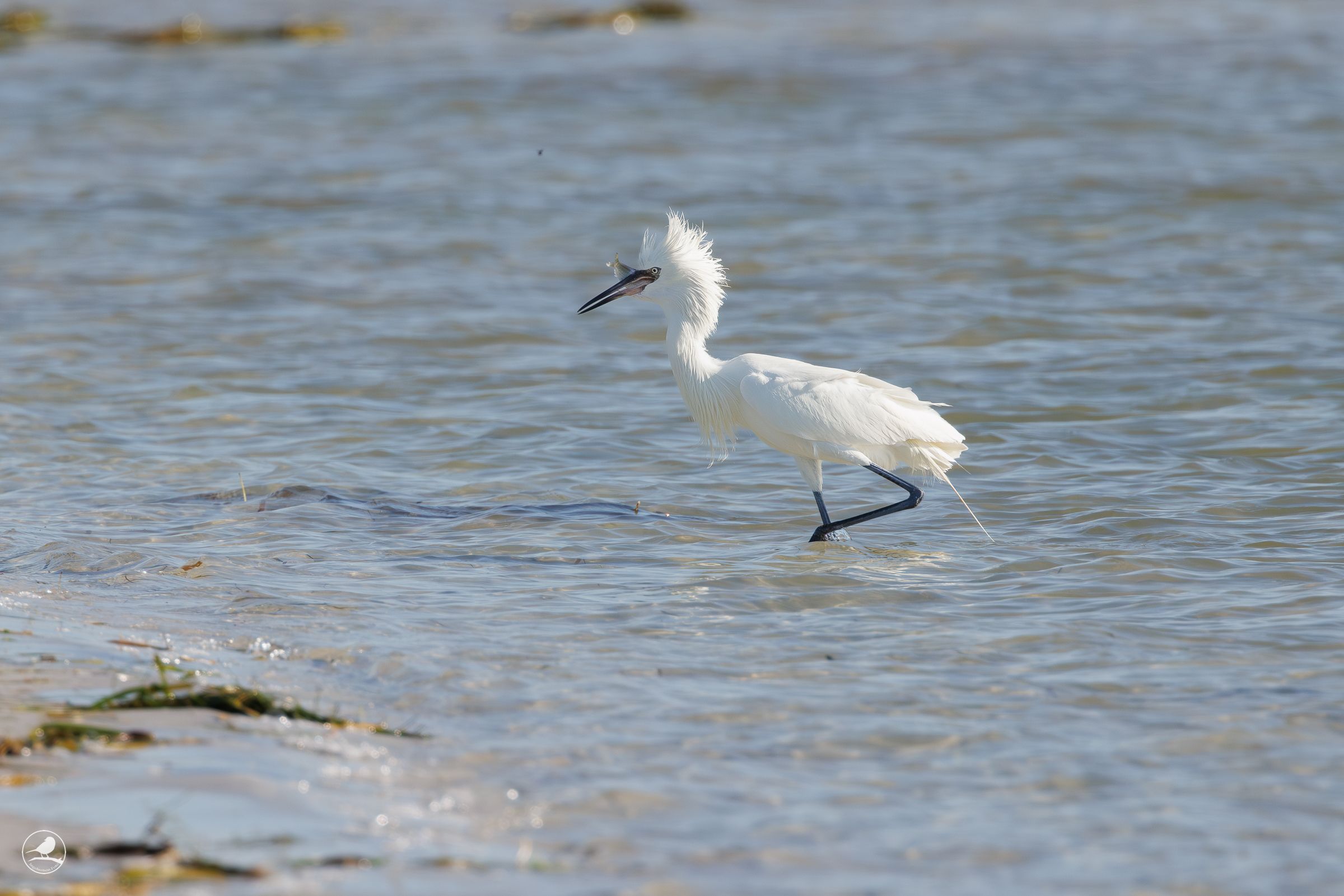 Dansehegre/ Reddish Egret