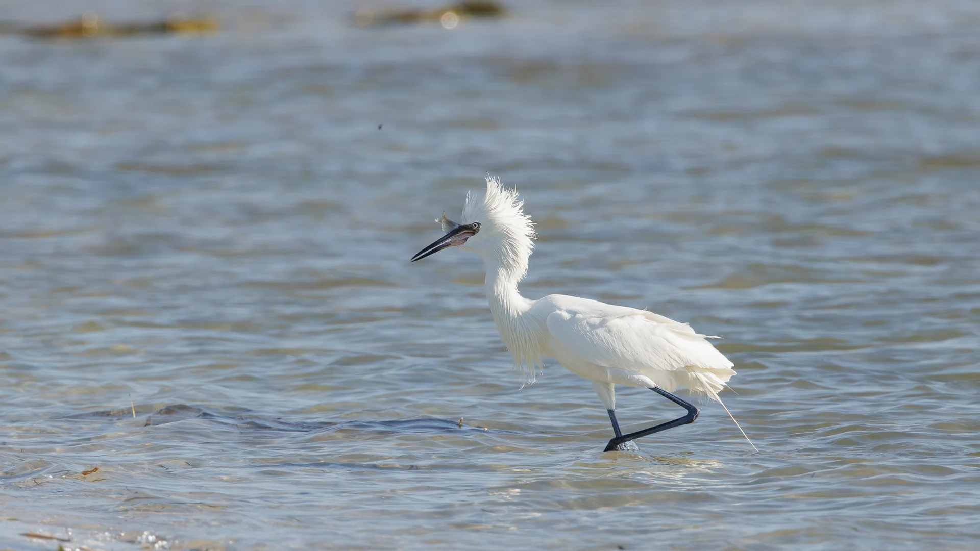 Dansehegre/ Reddish Egret