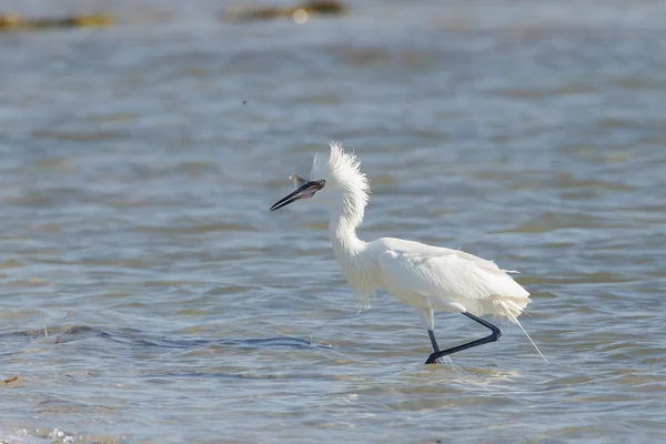 Dansehegre/ Reddish Egret