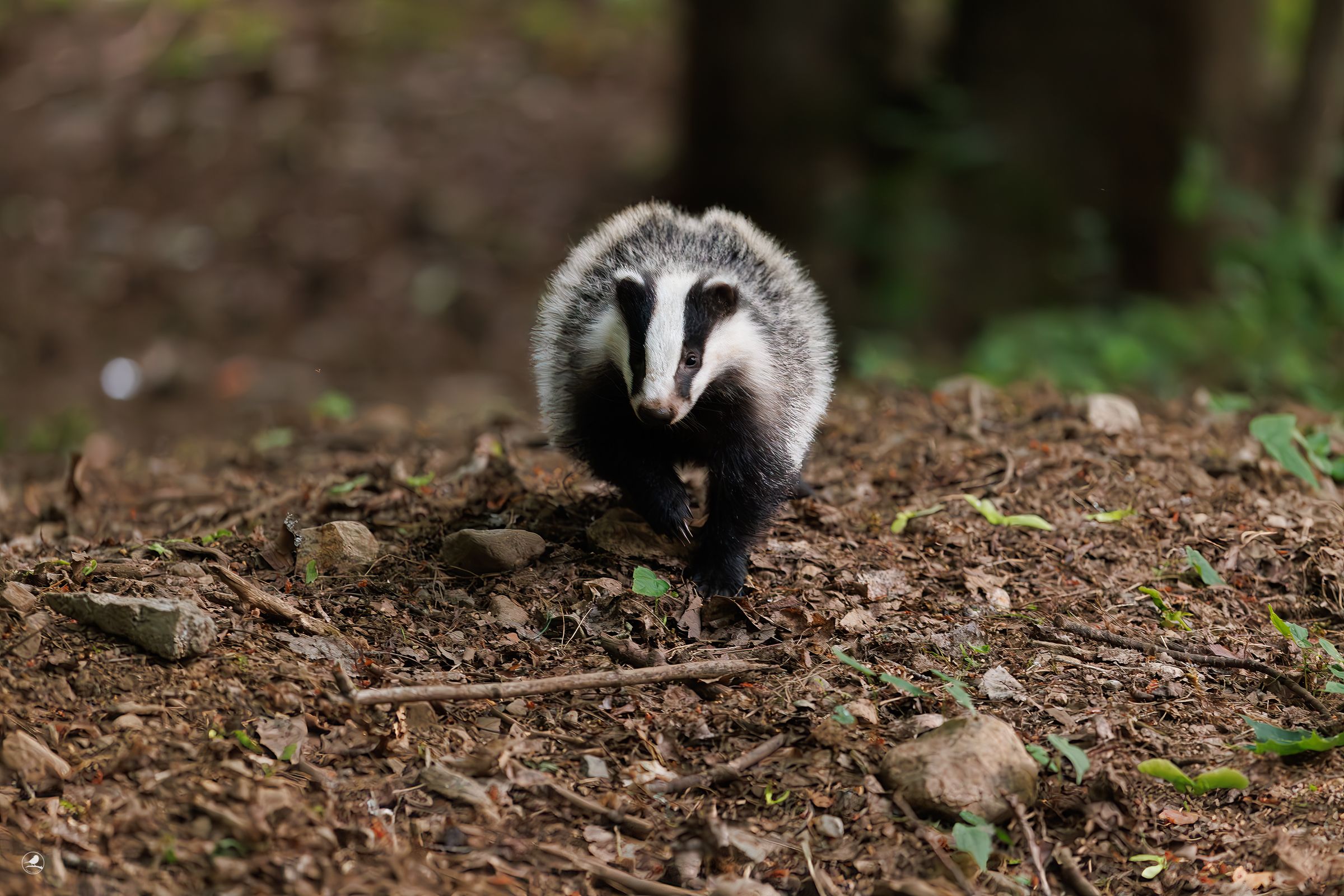 Grevling/ Badger, Kopåsbatteriet