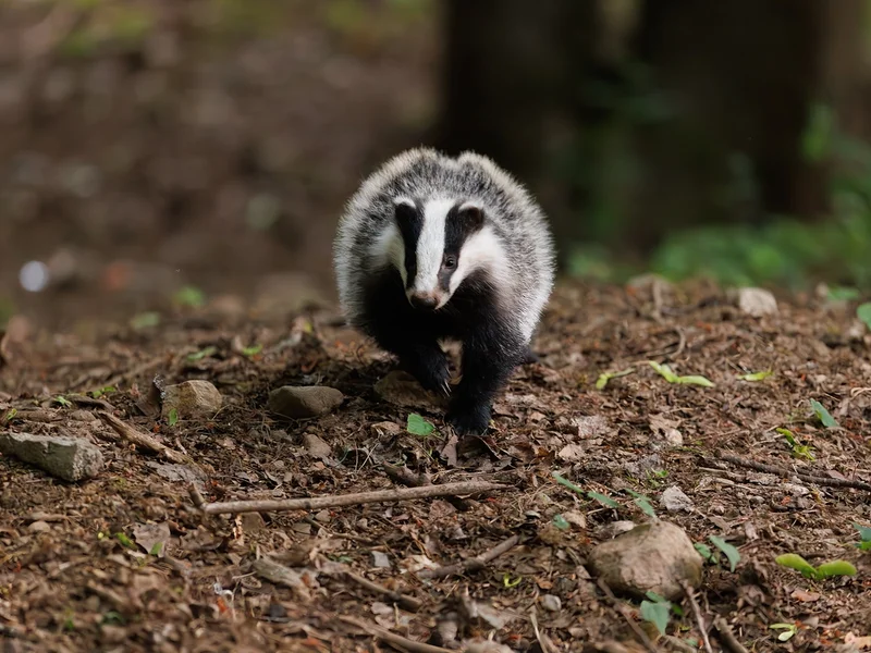 Grevling/ Badger, Kopåsbatteriet