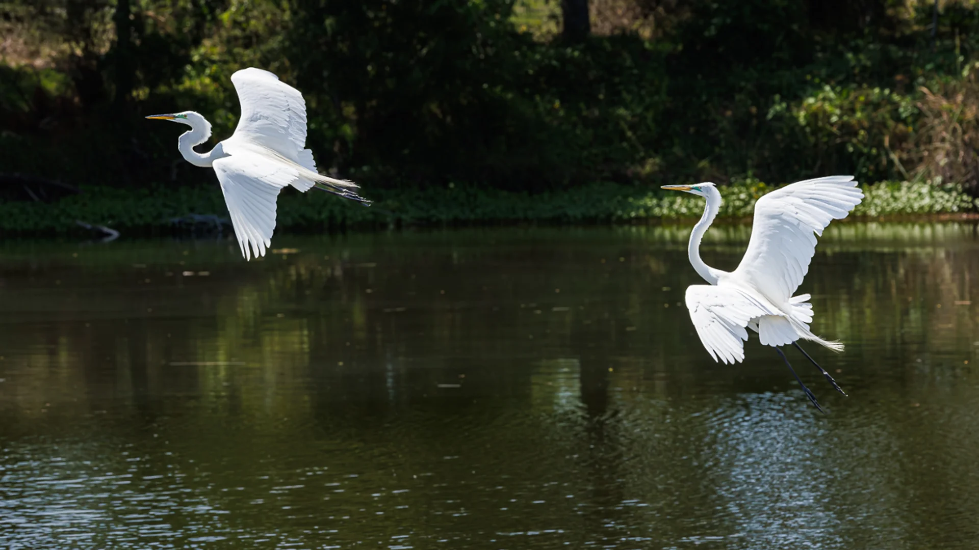 Audubon Rookery Park Venice