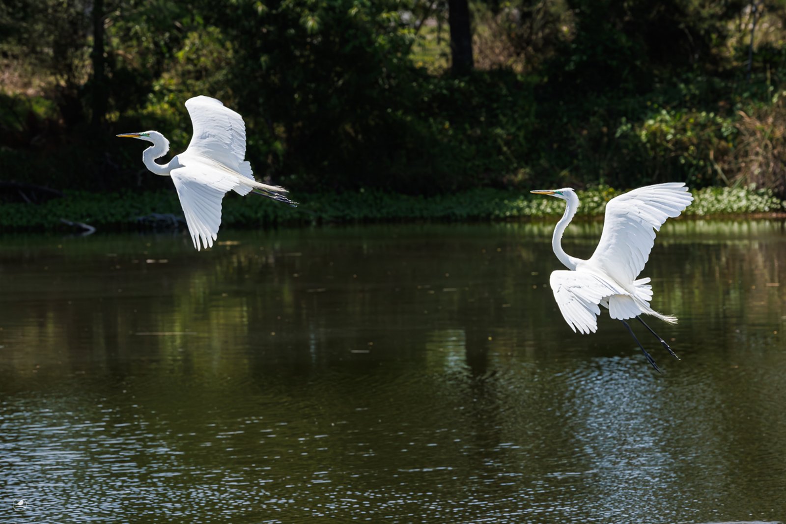 Egretthegre / Greate Egret