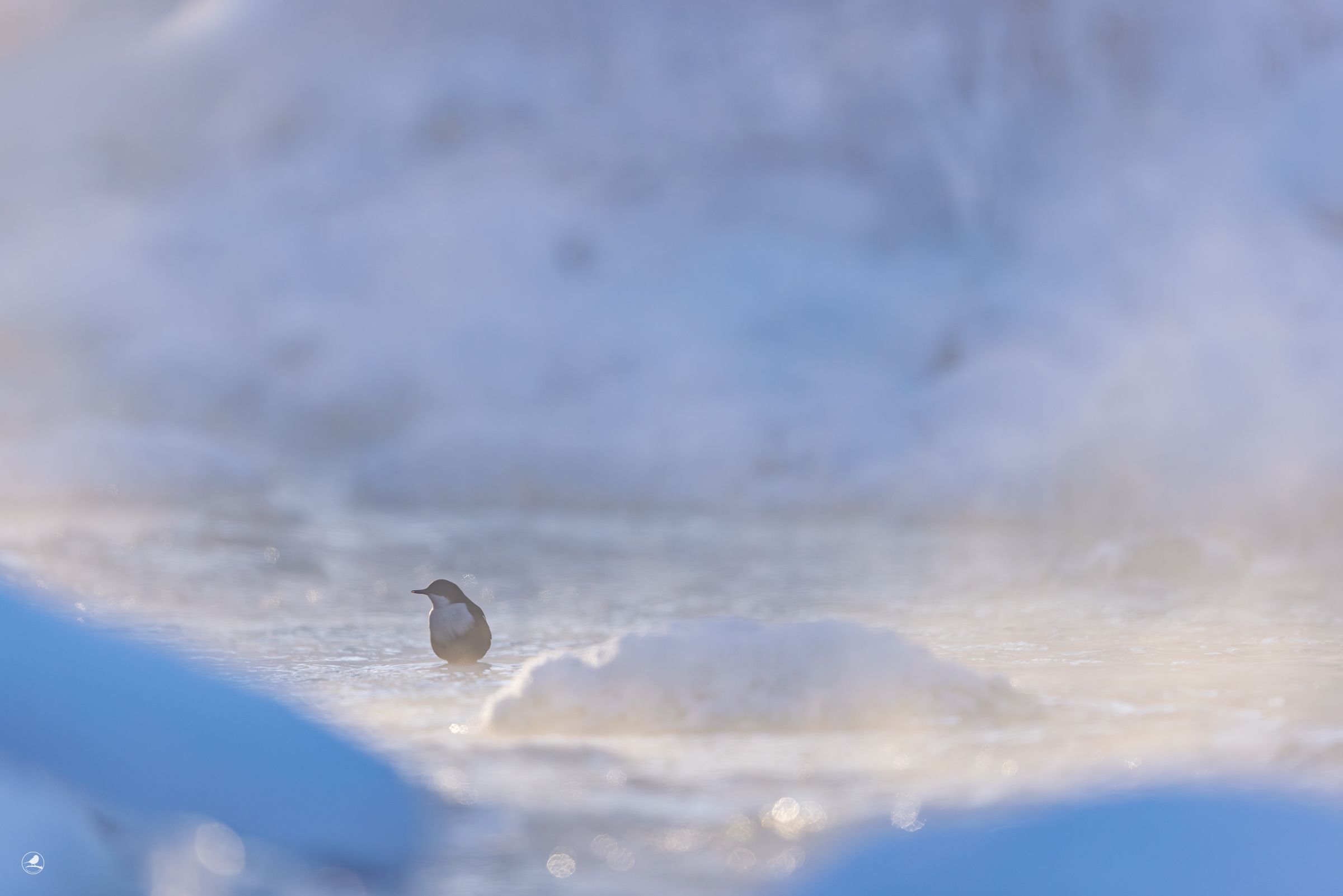 Fossekall/ White-troated Dipper