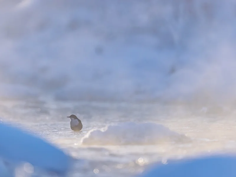 Fossekall/ White-troated Dipper