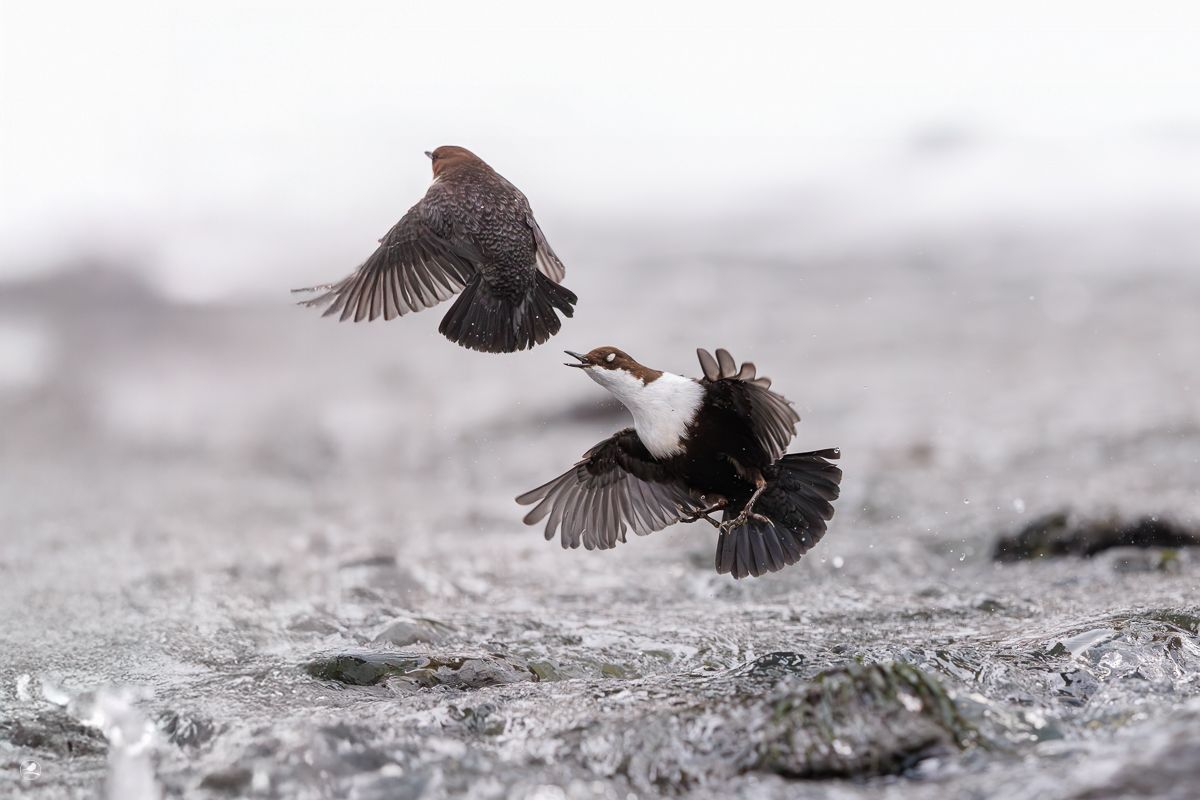 Fossekall/ White-troated Dipper
