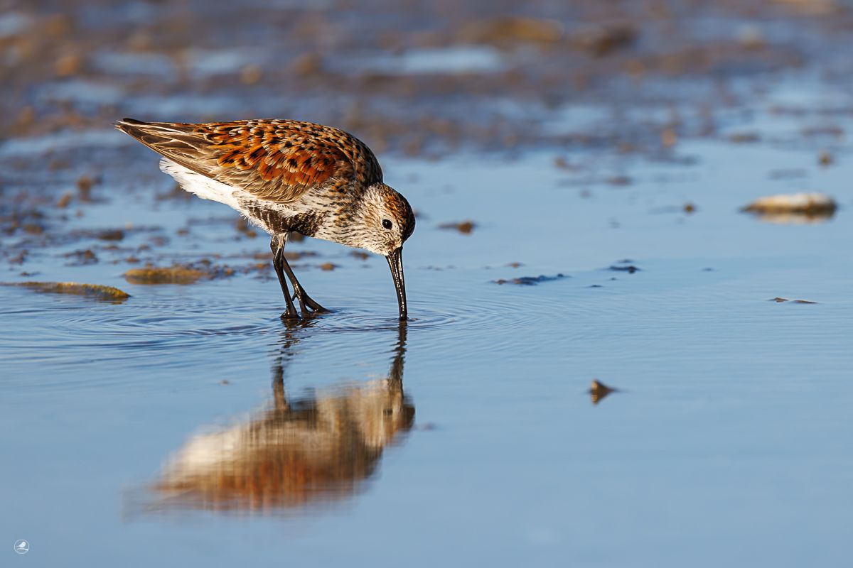 Myrsnipe/ Dunlin