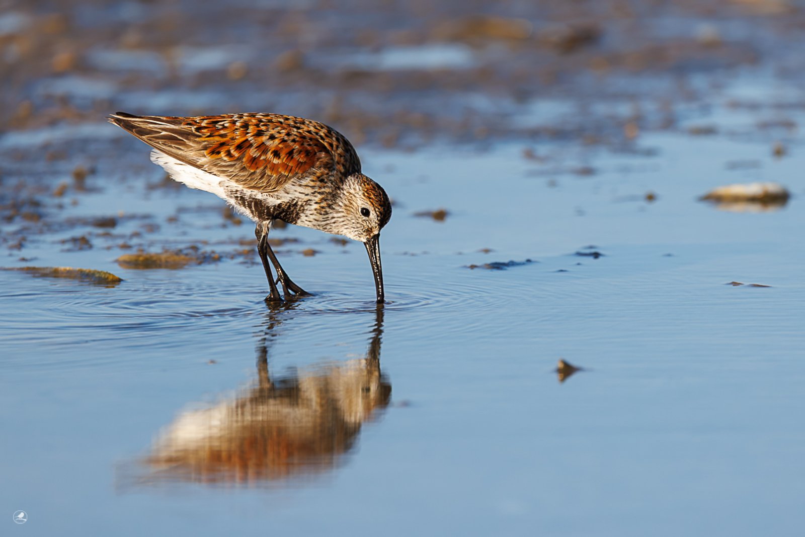 Myrsnipe/ Dunlin