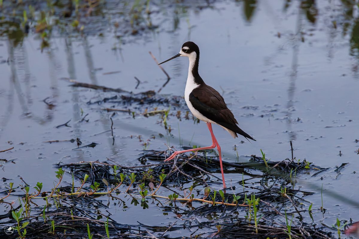 Svartkronestylteløper/ Black-necked Stilt