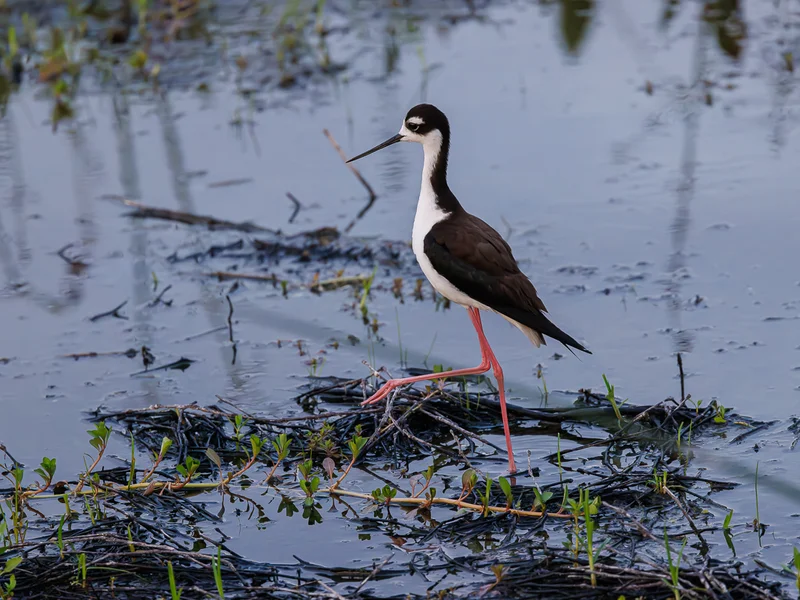 Svartkronestylteløper/ Black-necked Stilt