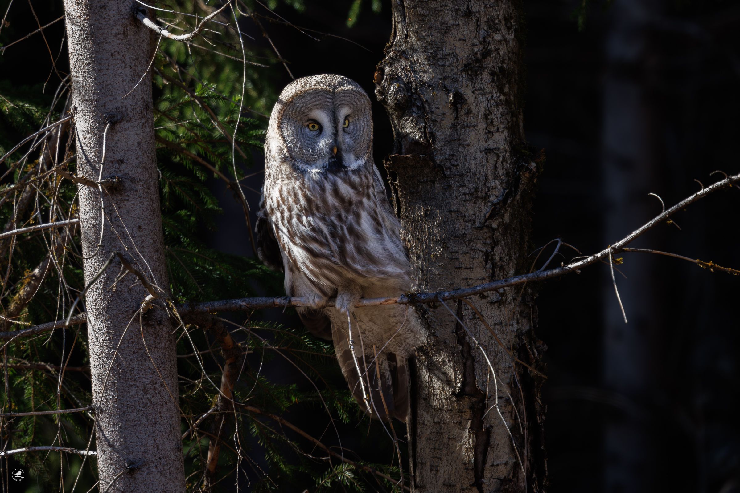 Lappugle / Great Grey Owl