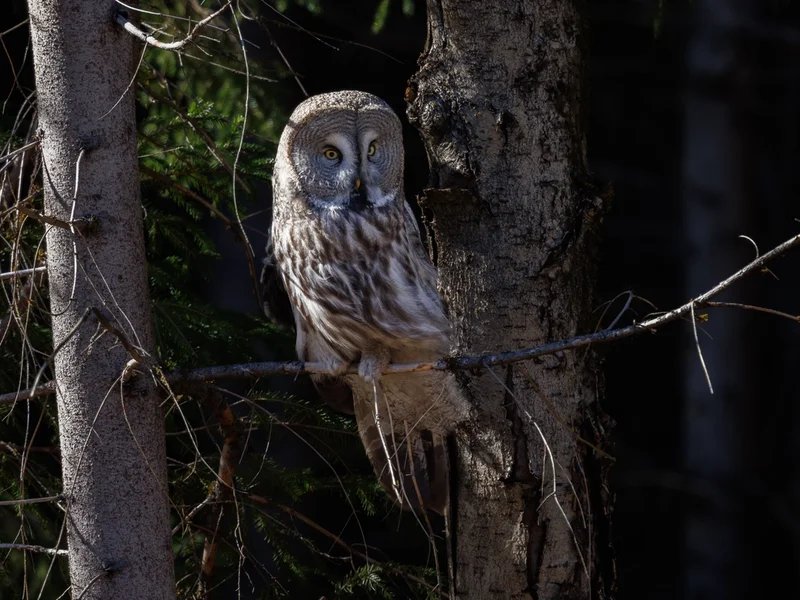 Lappugle / Great Grey Owl
