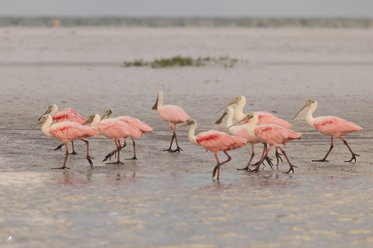 Fakta om Rosenskjestork/ Roseate Spoonbill