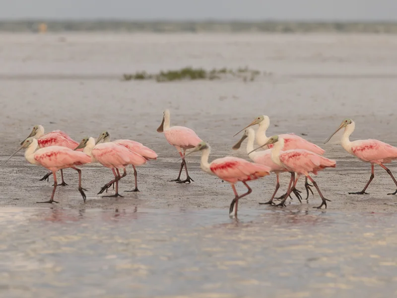 Fakta om Rosenskjestork/ Roseate Spoonbill