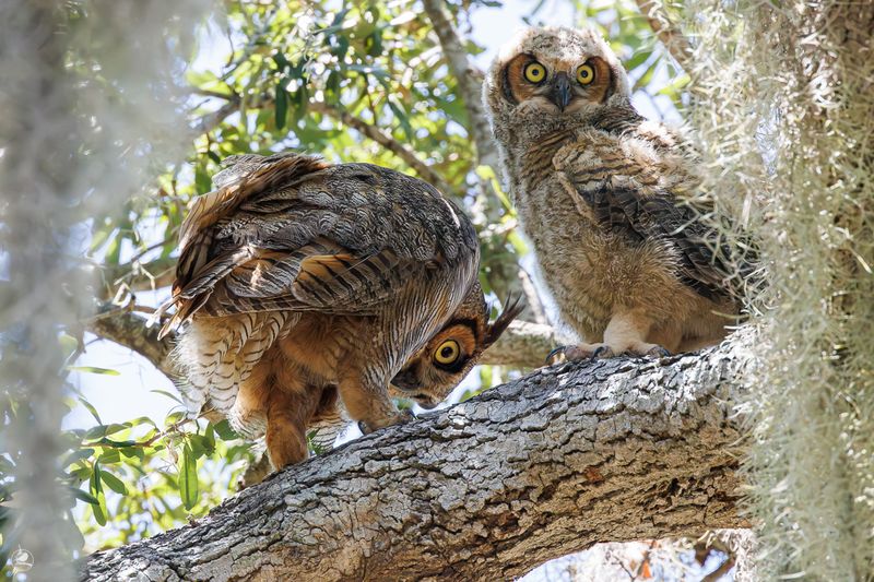 Amerikahubro/ Great horned owl, Philippe Park