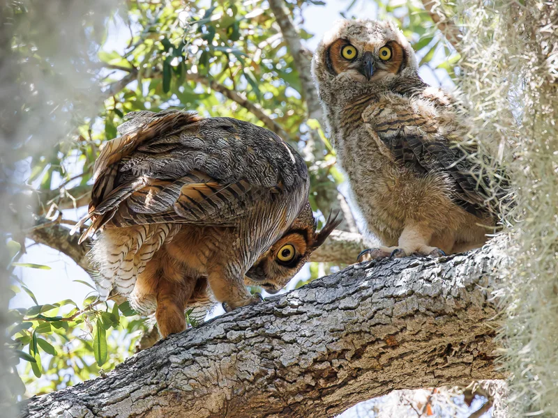 Amerikahubro/ Great horned owl, Philippe Park