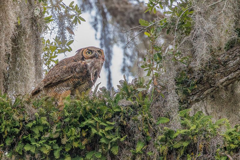 Amerikahubro/ Great horned owl, Philippe Park