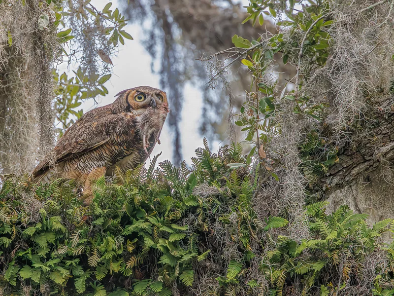 Amerikahubro/ Great horned owl, Philippe Park