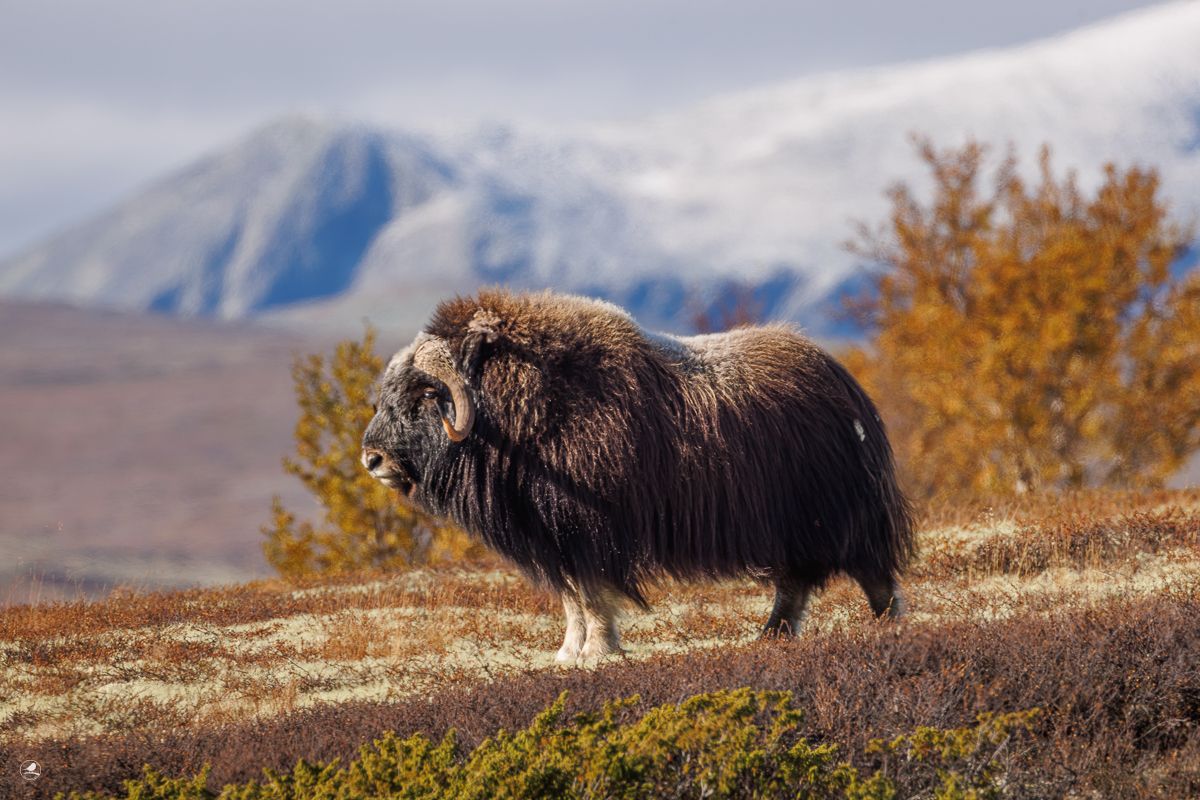 Moskus/ Musk Ox, Dovre, Norway