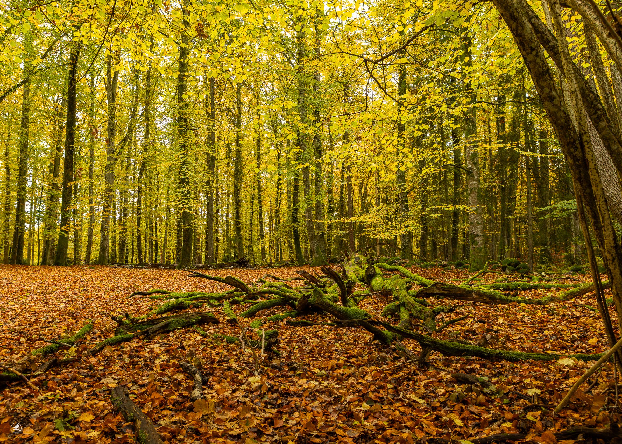 Kajalunden naturreservat