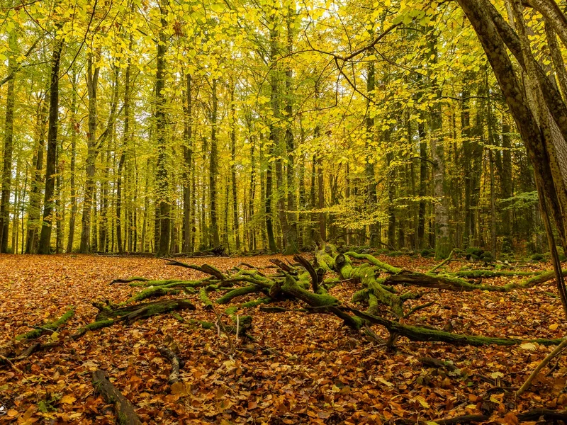 Kajalunden naturreservat