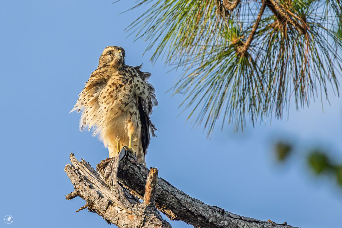 Rødvingevåk/ Red-shouldered Hawk