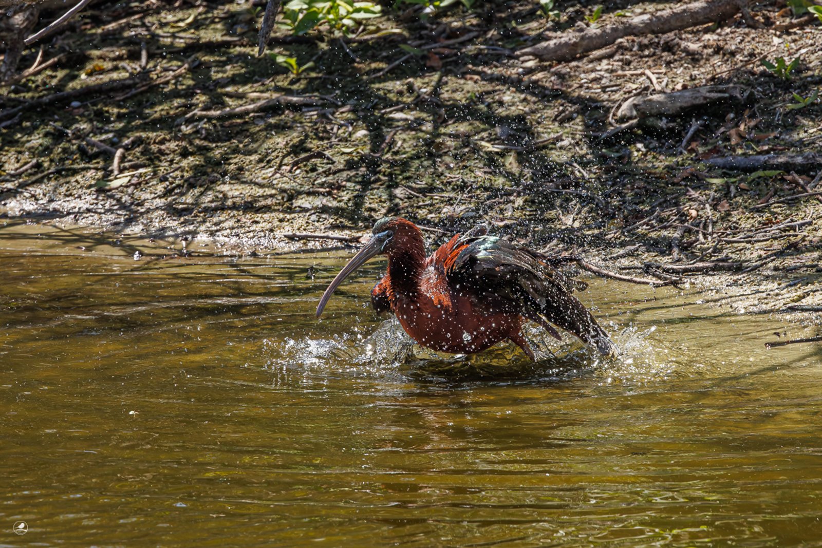 Bronseibris / Glossy Ibris